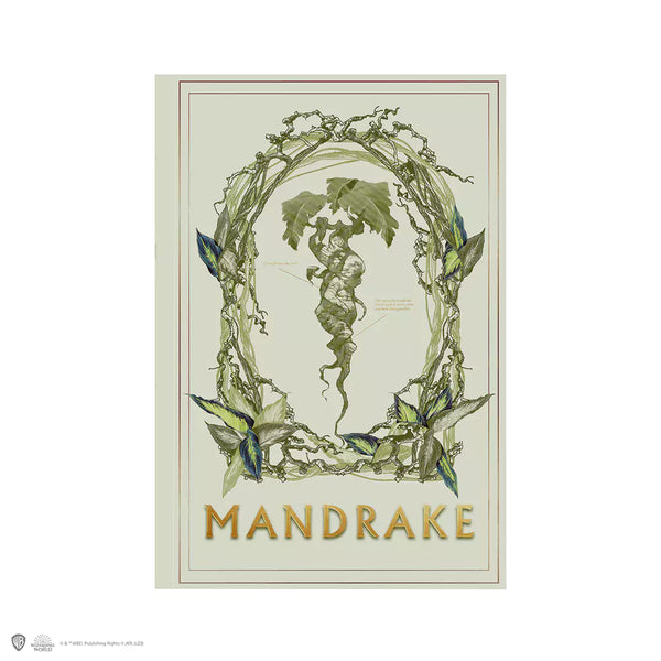 Notebook Mandragora